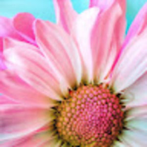 Meet your Posher, Corinne